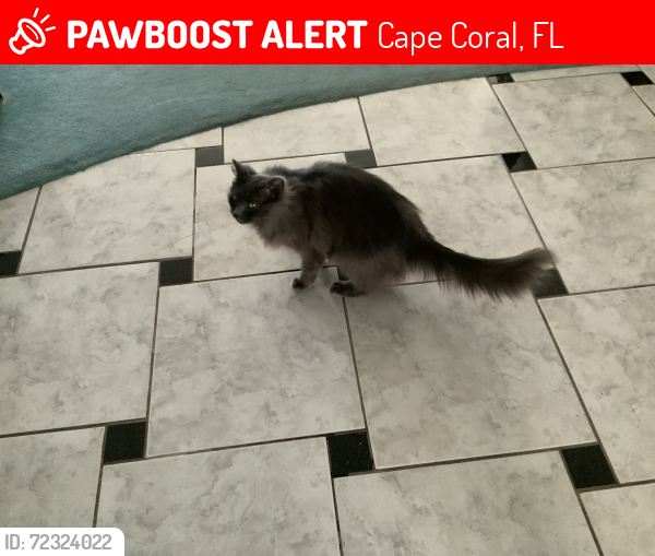 Lost Female Cat last seen SE 4th Ave Or 3rd Ave & Palm Tree, Cape Coral 33904, Cape Coral, FL 33904