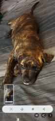 Lost Female Dog last seen Near side road Hwy 10 //County Road 21Hwy 10, Dufferin County, ON L9V
