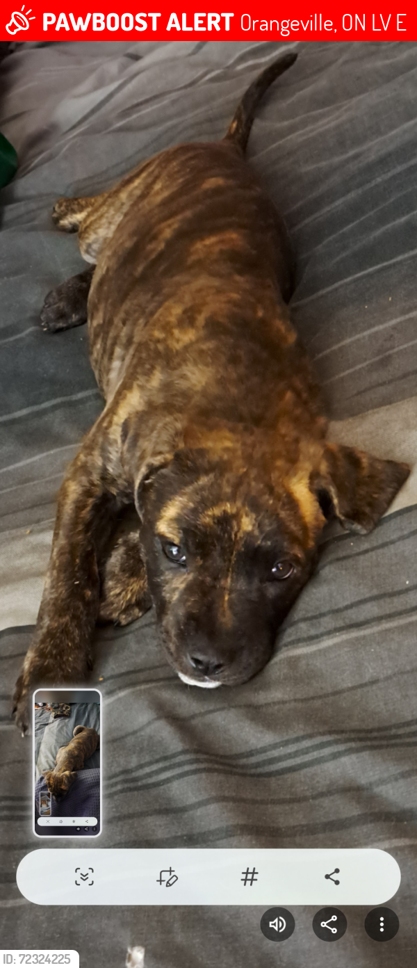 Lost Female Dog last seen Near side road Hwy 10 //County Road 21Hwy 10, Dufferin County, ON L9V