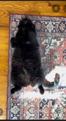 Lost Male Cat last seen Westland Estates Anderson Station Road , Chillicothe, OH 45601
