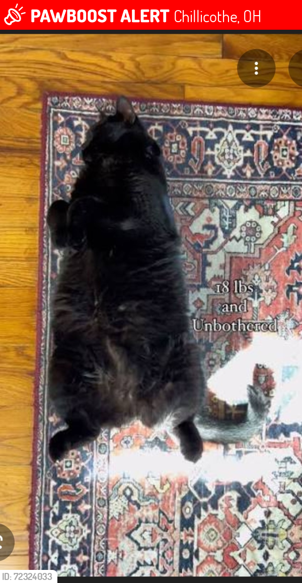 Lost Male Cat last seen Westland Estates Anderson Station Road , Chillicothe, OH 45601