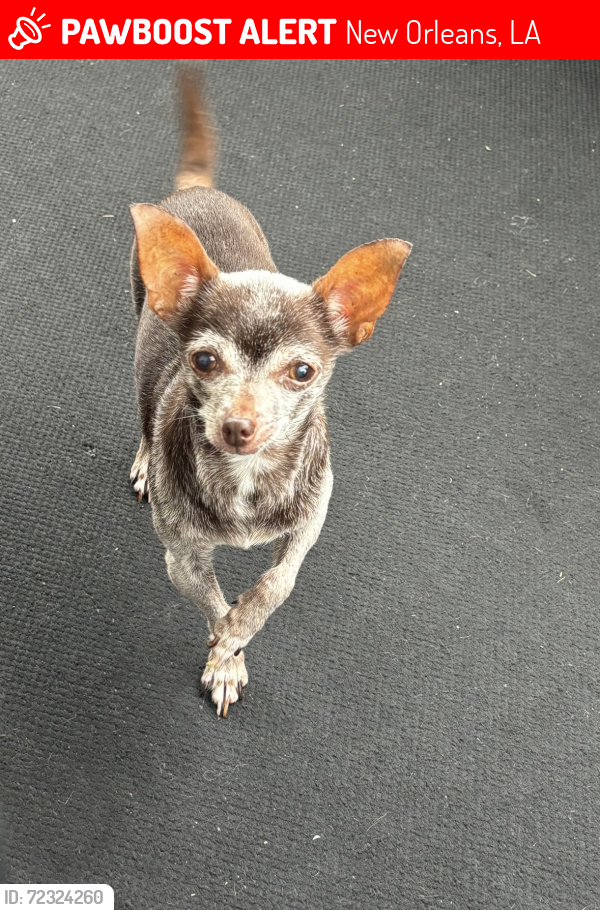 Lost Female Dog last seen Independence & priest street, New Orleans, LA 70117