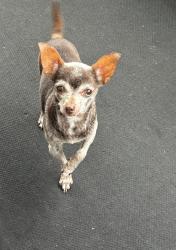 Lost Female Dog last seen Independence & priest street, New Orleans, LA 70117