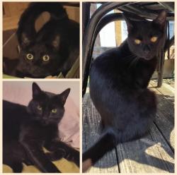 Lost Male Cat last seen Wadel's Mobile Park / White Church Rd / Olde Scotland Rd , Southampton Township, PA 17257