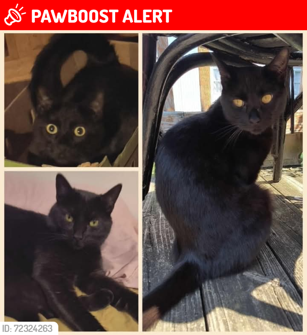 Lost Male Cat last seen Wadel's Mobile Park / White Church Rd / Olde Scotland Rd , Southampton Township, PA 17257