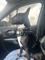 Lost Male Dog last seen Laredo St. & Crown St., Houston, TX 77020