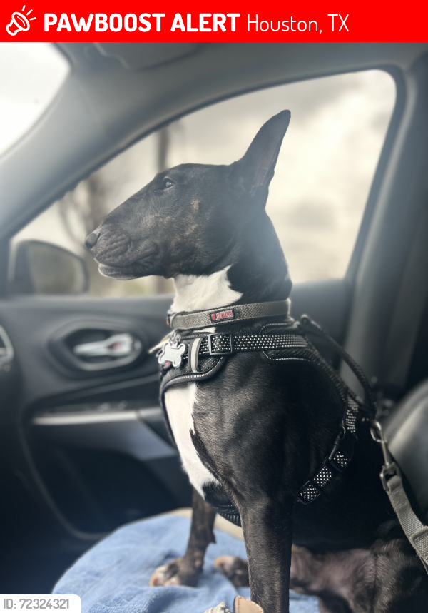 Lost Male Dog last seen Laredo St. & Crown St., Houston, TX 77020