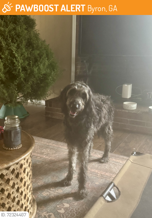 Rehomed Female Dog last seen Kay Elementary, Byron, GA 31008
