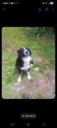Lost Female Dog last seen Trew Store/ Coghill area, McMinn County, TN 37331