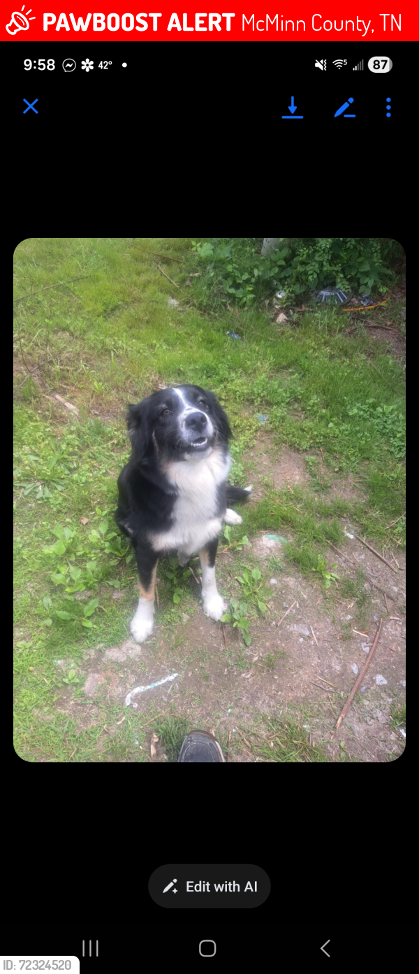 Lost Female Dog last seen Trew Store/ Coghill area, McMinn County, TN 37331