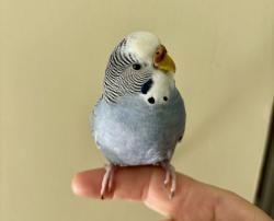 Lost Female Bird last seen Lindale Rd and Summit Rd, High Point, High Point, NC 27265