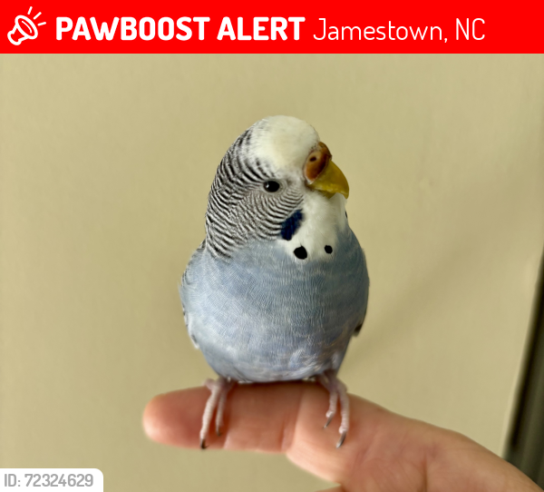 Lost Female Bird last seen Lindale Rd and Summit Rd, High Point, High Point, NC 27265