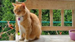 Lost Male Cat last seen Ford Rd Medical Clinic, Pitt Meadows, BC V3Y 2R5