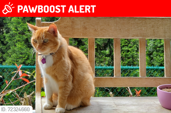 Lost Male Cat last seen Ford Rd Medical Clinic, Pitt Meadows, BC V3Y 2R5