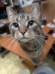 Lost Male Cat last seen Grand Vista Ave & Montgomery Road, Cincinnati, OH 45213