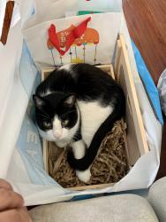 Lost Male Cat last seen Antigua Blvd & Via Valarta, San Diego, CA 92124