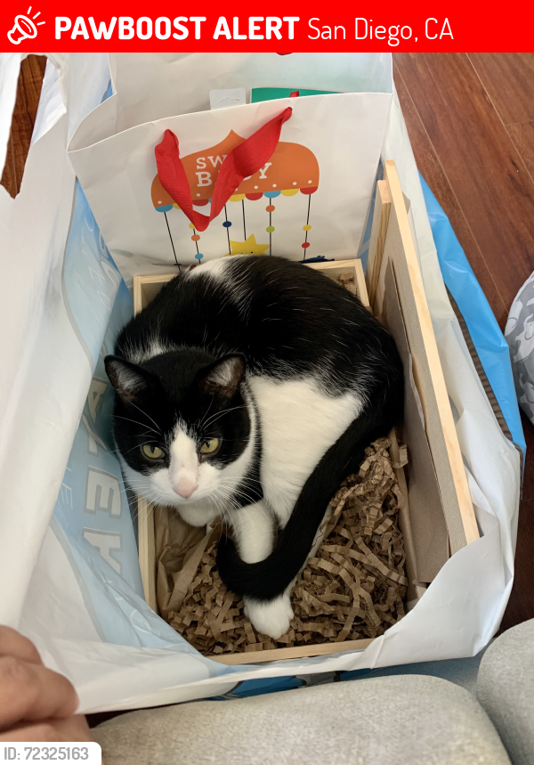 Lost Male Cat last seen Antigua Blvd & Via Valarta, San Diego, CA 92124