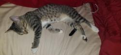 Lost Male Cat last seen Shoemake and Frankwood, Reedley, CA 93654