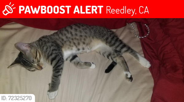 Lost Male Cat last seen Shoemake and Frankwood, Reedley, CA 93654