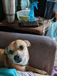 Lost Male Dog last seen Lake Michigan Dr and Waterford village , Walker, MI 49534