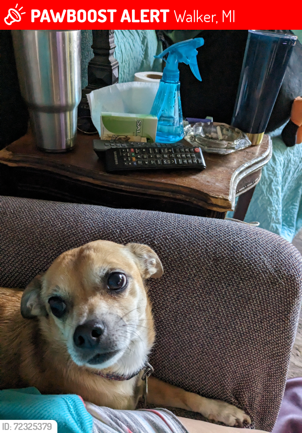 Lost Male Dog last seen Lake Michigan Dr and Waterford village , Walker, MI 49534