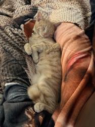 Lost Male Cat last seen Peppertree Subdivision , Columbus, GA 31909