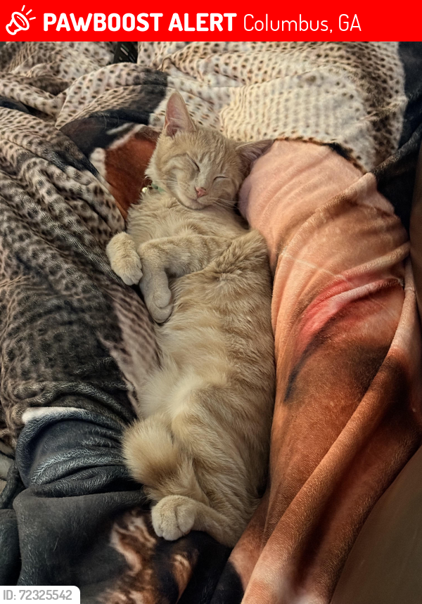 Lost Male Cat last seen Peppertree Subdivision , Columbus, GA 31909