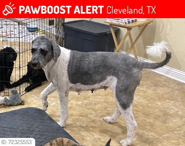 Lost Female Dog last seen Near Colorado Dr., Cleveland, TX, Cleveland, TX 77327