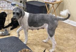 Lost Female Dog last seen Near Colorado Dr., Cleveland, TX, Cleveland, TX 77327