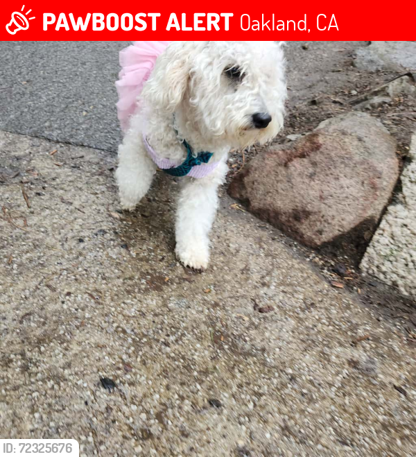 Lost Female Dog last seen 38th Ave and foothill Blvd , Oakland, CA 94601