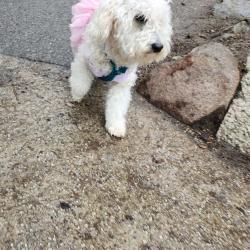 Lost Female Dog last seen 38th Ave and foothill Blvd , Oakland, CA 94601