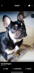 Lost Male Dog last seen Griffin , Dania Beach, FL 33314