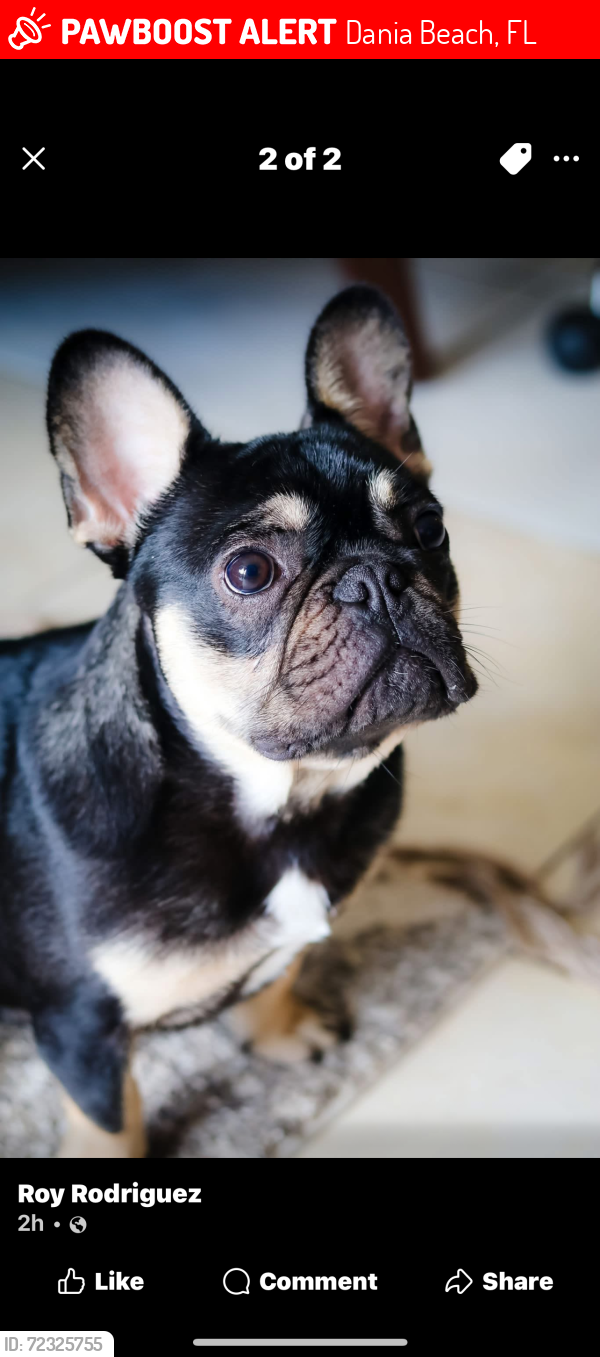 Lost Male Dog last seen Griffin , Dania Beach, FL 33314
