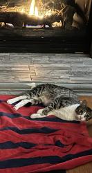 Lost Male Cat last seen Gettysburg and Coventry, Clovis, CA 93611