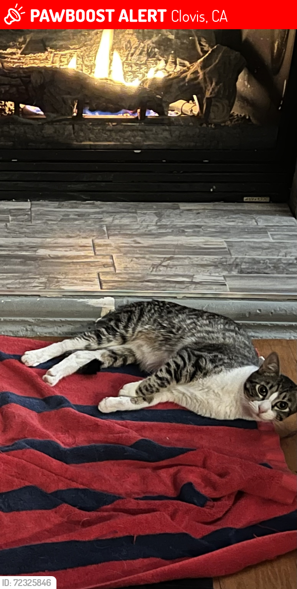 Lost Male Cat last seen Gettysburg and Coventry, Clovis, CA 93611