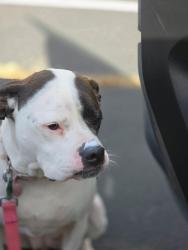 Lost Female Dog last seen Scenic view, Patrick, NV 89434