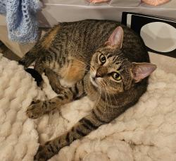 Lost Male Cat last seen O'Sullivan, Mount Pleasant, SC 29464