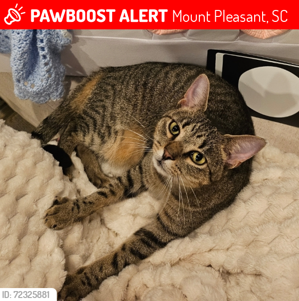 Lost Male Cat last seen O'Sullivan, Mount Pleasant, SC 29464