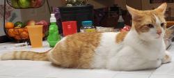 Lost Male Cat last seen Vintage Oaks, Auburn, CA 95603