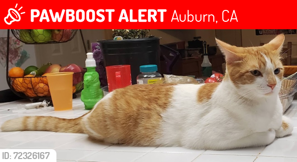 Lost Male Cat last seen Vintage Oaks, Auburn, CA 95603