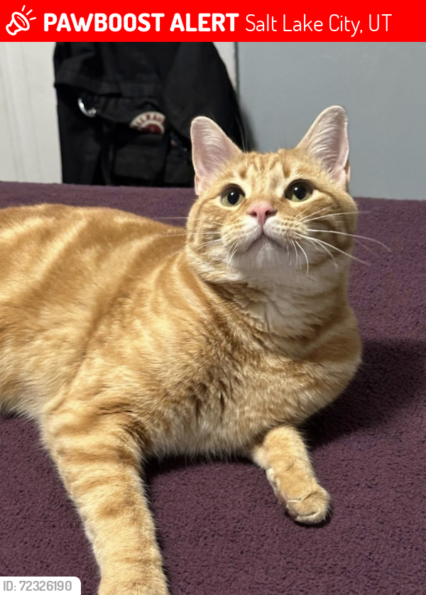 Lost Male Cat last seen Smiths, Salt Lake City, UT 84116