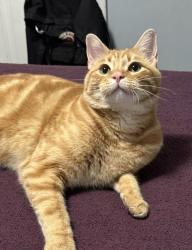 Lost Male Cat last seen Smiths, Salt Lake City, UT 84116