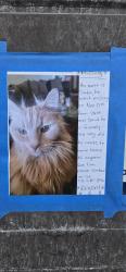 Lost Male Cat last seen Laramie st and 26th st, Cicero, IL 60804