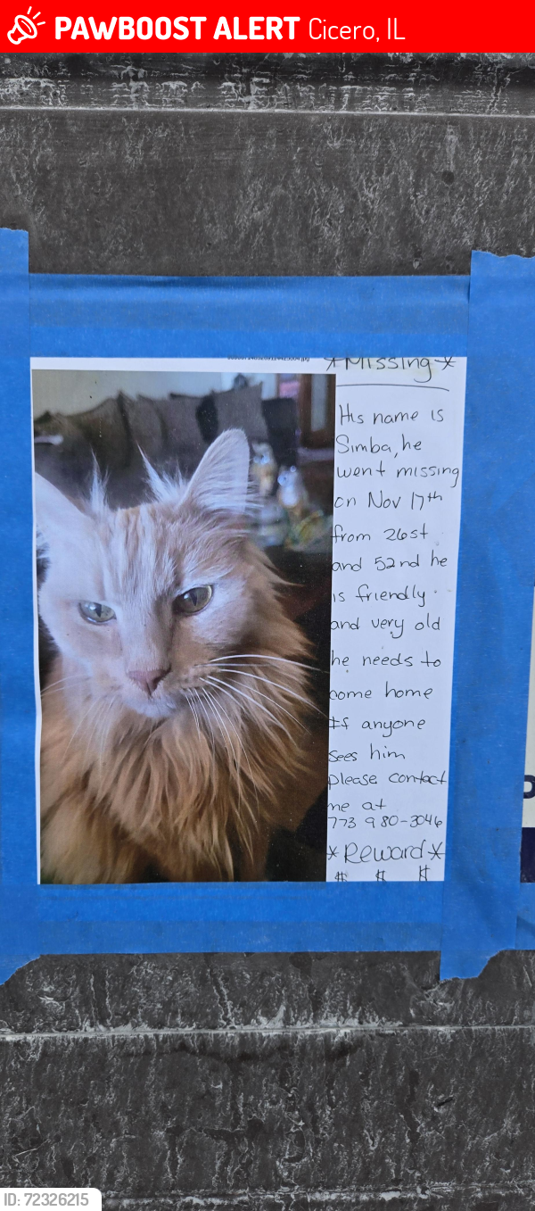 Lost Male Cat last seen Laramie st and 26th st, Cicero, IL 60804