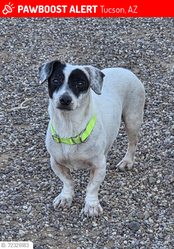 Lost Male Dog last seen Near S Van Buren Ave , Tucson, AZ 85711