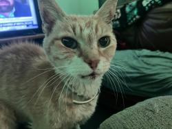 Lost Male Cat last seen Motel 6, Albany, NY 12205