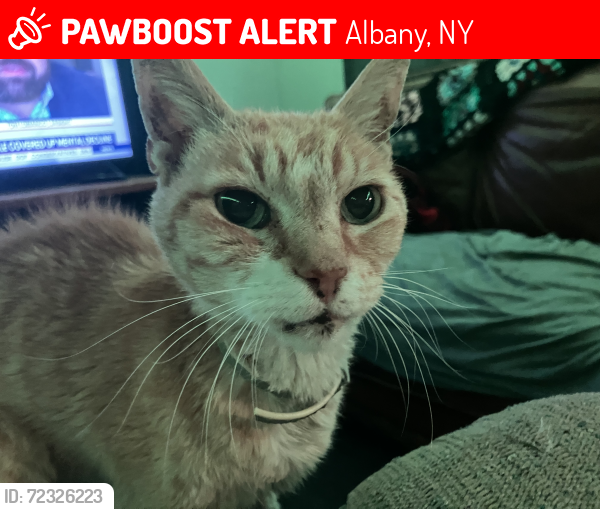 Lost Male Cat last seen Motel 6, Albany, NY 12205