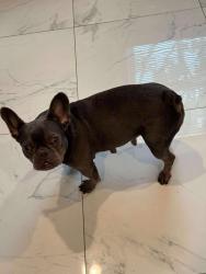 Lost Female Dog last seen Laurel place Trenton , Trenton, NJ 08618