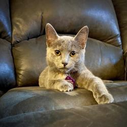 Reunited Female Cat last seen 54th st, and Sansom Street. a Philadelphia 19139, Philadelphia, PA 19139