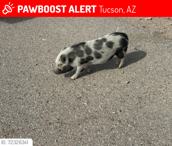 Lost Male Other last seen Settler and Tetakusim , Tucson, AZ 85746